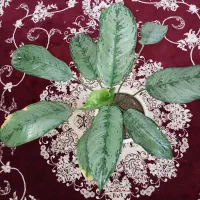 گل آپارتمانی با گلدان سفالی