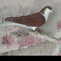 چهارتانر