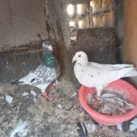 سار هفترنگ وسار موشی ماده