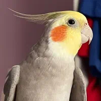 گمشده