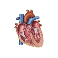 آزمون تشریحی و کلاس زیست شناسی