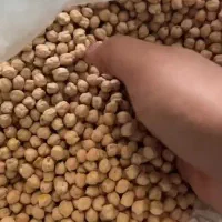 خرمن کوب جهت کوبیدن نخود