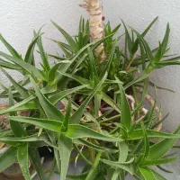 گل طبیعی