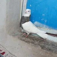 طوقی نر