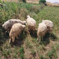۱۴ تا گوسفند و بره  مال جوان  جفتی ۵۶ ملیون
