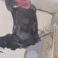 خروس سیاه رسمی