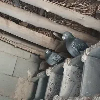 یک جفت مسافتی