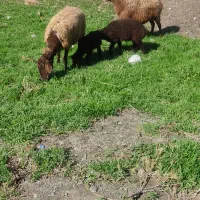 فروش فوری میش بره جوان  دوبر افشار