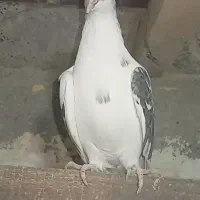 کفتر|پرنده|نهاوند, |دیوار