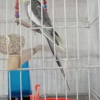 عروس هلندی نر