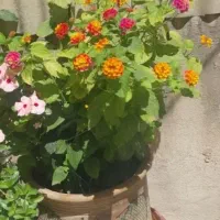 گل و گلدان