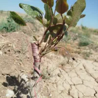 پیوند تخصصی پسته و میوه