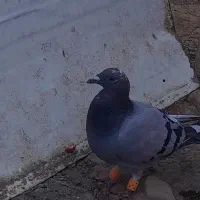کفتر