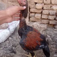 جوجه لاری