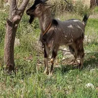 فروش بز نر