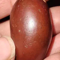 هبهاب احمر گبری