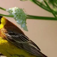سهره یک جفت نر وماده.مطابق عکس .