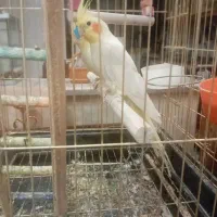 پرنده عروس هلندی مرغ عشق