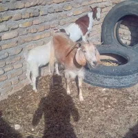 فروش بز و بزغاله