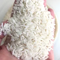 برنج درجه یک هاشمی استان گیلان