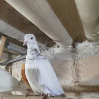 کبوتر غریب رفته