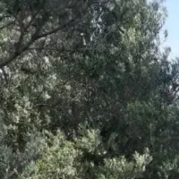 خرید زیتون سر درختی