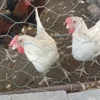 مرغ و خروس