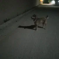 سگ  گله