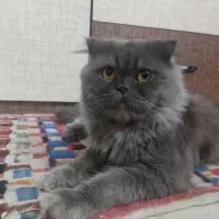 گربه اسکاتیش فولد