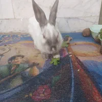 خرگوش