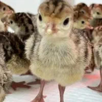 ۸ عدد   جوجه بوقلمون برنزه یک هفته ای