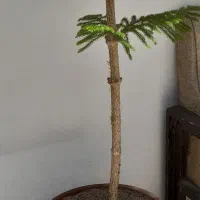 کاج مطبق و گلهای کاکتوس توپی بزرگ دو نژاد