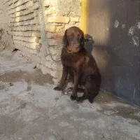 سگ ماده