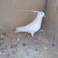 کبوتر نر  دمگیر زره ای و مفلق گلین.سفید دمگیر