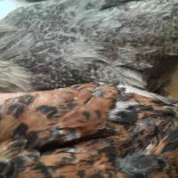 دو عدد خروس نژاد دار