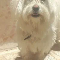 سگ پاکوتاه