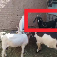 بز شیری درجه یک