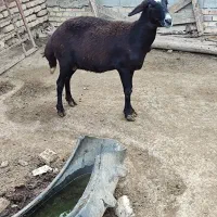 دم روباهی دوقلو میاره هرسال شکم چهارم 40نر خورده