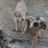 سگ هاسکی هردو باهم ۲۵۰۰