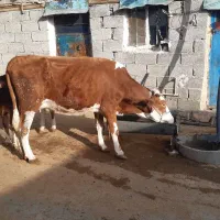 گاو و گوساله سمینتال دوم شکم سالم و سرحال