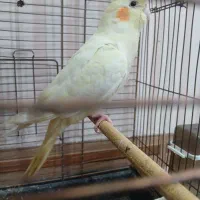فروش عروس هلندی نر جوان