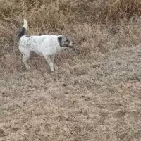 سگ گمشده|سگ|بکتاش, |دیوار