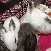 خرگوش|موش و خرگوش|زاهدان, |دیوار