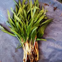 سبزی کوهی ملر عمده