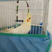 عروس نر سخنگو