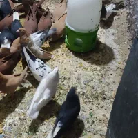 پرنده