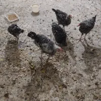 مرغ بارنه