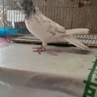 کفترفروشی