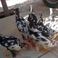 خروس گلین پر به پا هزار تاج ۵ماهه