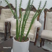 گل طبیعی